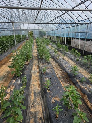 제주농부님의 고추 · 영농일지 작성글 사진