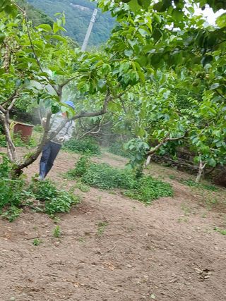 향양농장 사랑합니다님의 상추 · 영농일지 작성글 사진