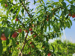 꿀복이농장님의 복숭아 · 영농일지 작성글 사진
