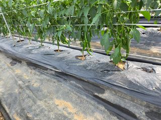 제주농부님의 고추 · 영농일지 작성글 사진