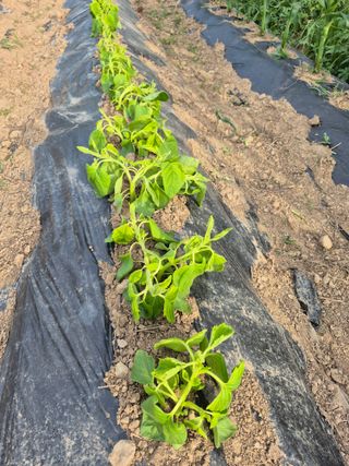 농부님.모두.모두힘님의 기타작물 · 영농일지 작성글 사진