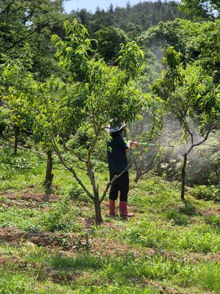 김영진님의 복숭아 · 영농일지 작성글 사진