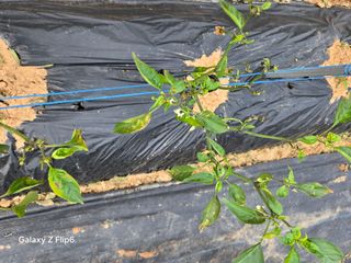 이해경님의 들깨 · 영농일지 작성글 사진