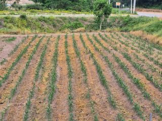 홍천.서석.안민기님의 옥수수 · 영농일지 작성글 사진