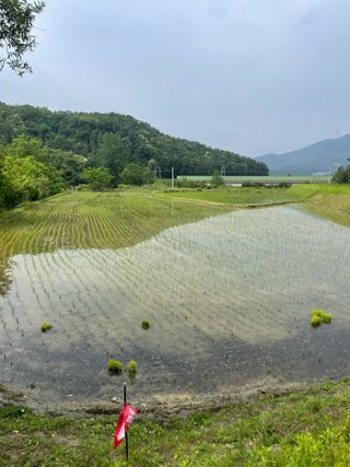 별@노래농장(정씨)님의 벼 · 영농일지 작성글 사진