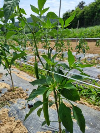 논산푸른팜님의 고추 · 영농일지 작성글 사진