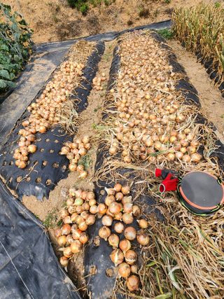 황미순님의 양파 · 영농일지 작성글 사진