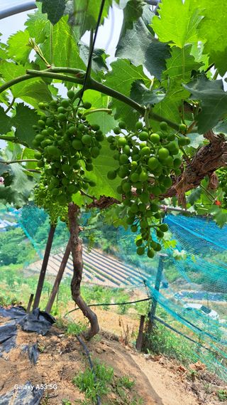 조연만님의 기타작물 · 영농일지 작성글 사진