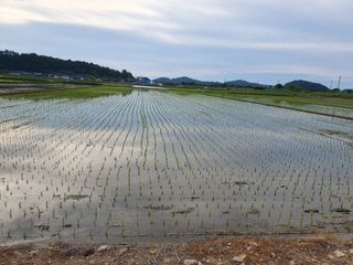 금강석님의 벼 · 영농일지 작성글 사진