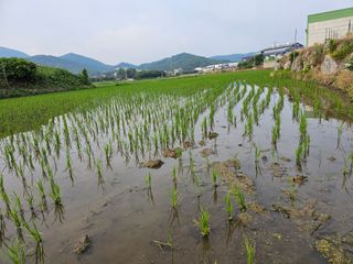 넥스젠님의 벼 · 영농일지 작성글 사진