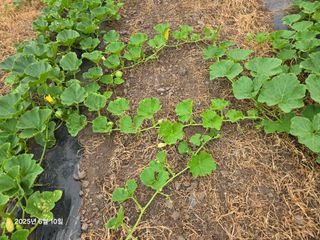 Captain김상곤님의 호박 · 영농일지 작성글 사진