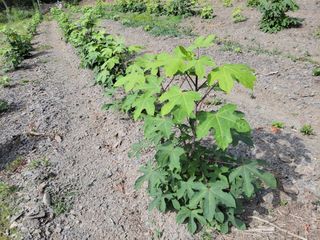 김홍중님의 두릅 · 영농일지 작성글 사진