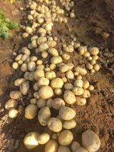 팜모닝 감자·영농일지 게시글 이미지