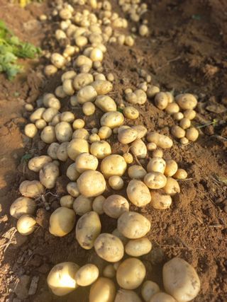 농민님의 감자 · 영농일지 작성글 사진