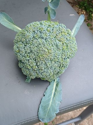 향양농장 사랑합니다님의 기타작물 · 영농일지 작성글 사진