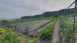 이춘기님의 기타작물 · 영농일지 작성글 사진