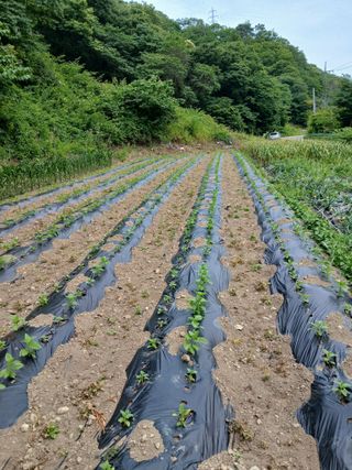 이종득님의 참깨 · 영농일지 작성글 사진