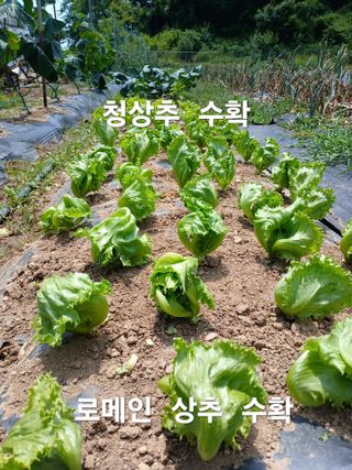 안승호님의 감자 · 영농일지 작성글 사진