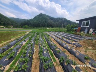 강정아님의 감자 · 영농일지 작성글 사진