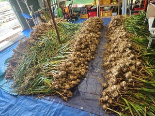 들깨17250님의 마늘 · 영농일지 작성글 사진