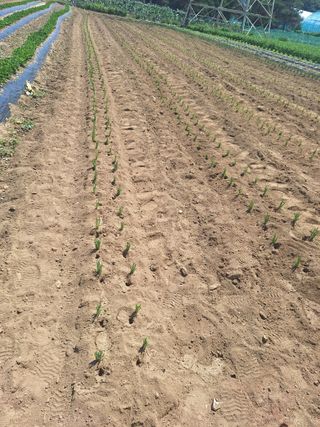 마늘25328님의 기타작물 · 영농일지 작성글 사진