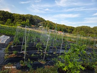 류승원님의 기타작물 · 영농일지 작성글 사진