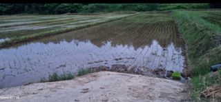 강진귀농10년차님의 벼 · 영농일지 작성글 사진