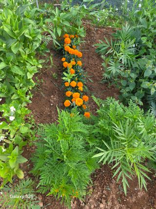 류승원님의 기타작물 · 영농일지 작성글 사진