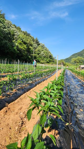 두아들아빠님의 기타작물 · 영농일지 작성글 사진