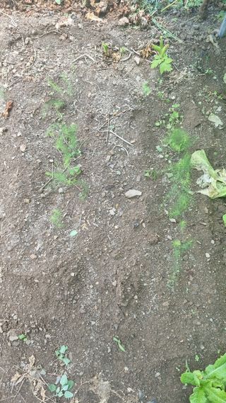 의성촌놈님의 기타작물 · 영농일지 작성글 사진