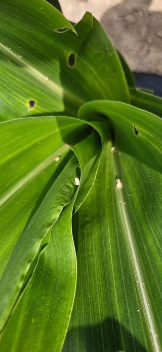귀농인님의 옥수수 · 영농일지 작성글 사진