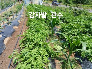 안승호님의 감자 · 영농일지 작성글 사진
