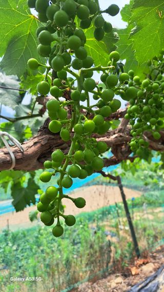 조연만님의 기타작물 · 영농일지 작성글 사진