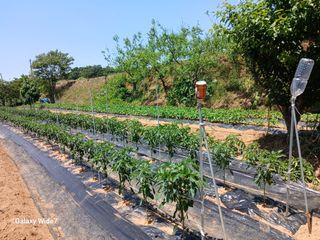 바위돌 심재성님의 토마토 · 영농일지 작성글 사진