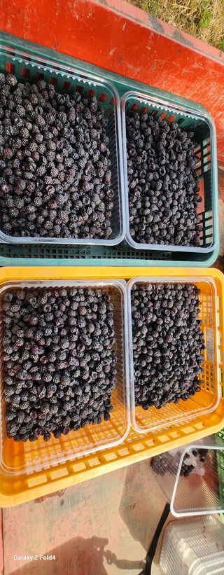 우성국(상주에덴농원) 57님의 기타작물 · 영농일지 작성글 사진