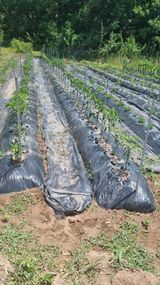 팜모닝 기타작물·영농일지 게시글 이미지