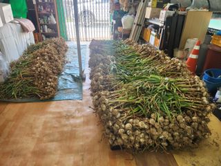 들깨17250님의 마늘 · 영농일지 작성글 사진