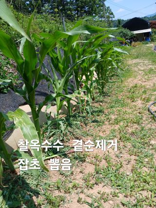 안승호님의 감자 · 영농일지 작성글 사진