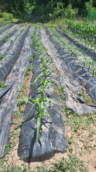 의성촌놈님의 기타작물 · 영농일지 작성글 사진