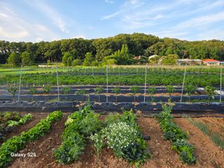 류승원님의 기타작물 · 영농일지 작성글 사진