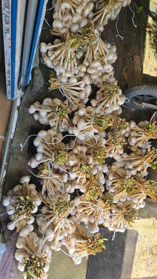 대박농장신초시님의 기타작물 · 영농일지 작성글 사진