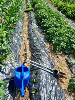 심기섭님의 기타작물 · 영농일지 작성글 사진