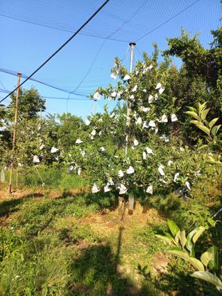 심무재 님의 사과 · 영농일지 작성글 사진