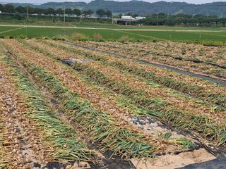 구봉갑산님의 마늘 · 영농일지 작성글 사진