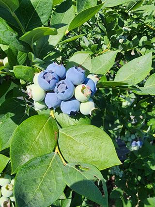 밀양달콤팜님의 블루베리 · 영농일지 작성글 사진