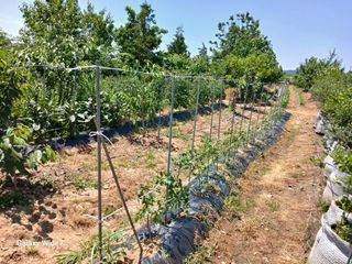 바위돌 심재성님의 토마토 · 영농일지 작성글 사진