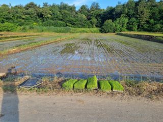 강진귀농10년차님의 벼 · 영농일지 작성글 사진