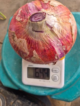 청운농원육묘장님의 양파 · 영농일지 작성글 사진