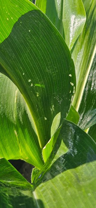 귀농인님의 옥수수 · 영농일지 작성글 사진