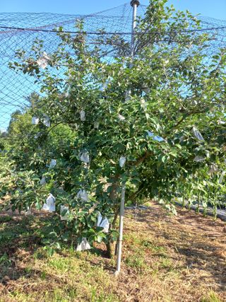 심무재 님의 사과 · 영농일지 작성글 사진